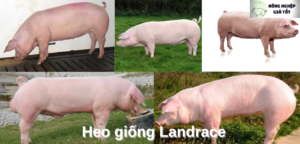 Kỹ thuật chọn giống heo nhiều nạc chủ trang trại phải biết Heo-giong-Landrace-12-300x144