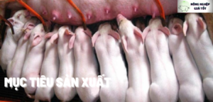 Khái niệm kỹ thuật chăn nuôi heo nái sinh sản để quản lý đàn hiệu quả Muc-tieu-san-xuat-300x144