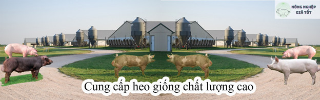 Một số loại giống heo Đan Mạch