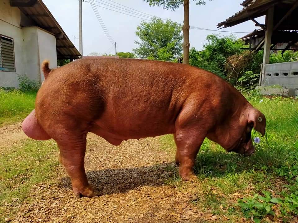 Heo Duroc