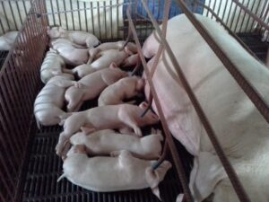 Heo nái mang thai bao nhiêu ngày thì đẻ cần chăm sóc như thế nào?