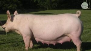 Heo nái đẻ bỏ ăn