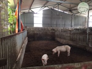 Nuôi lợn nái bằng đệm lót sinh học an toàn và tiết kiệm