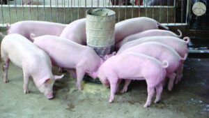 Chăm sóc nuôi dưỡng lợn đực giống