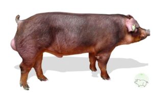 Một số điều cần biết khi chăn nuôi heo đực giống