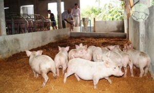 Nuôi lợn nái bằng đệm lót sinh học