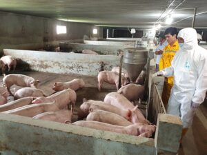 Giống lợn nổi tiếng trên thế giới