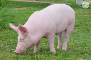 Những lưu ý khi nuôi heo nái