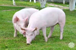 Những lưu ý khi nuôi heo nái