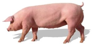 Nông Nghiệp Giá Tốt: Nâng tầm nhà chăn nuôi Việt