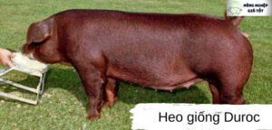 Heo giống sinh sản Duroc