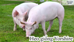 Heo giống sinh sản yorshire