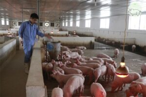 Quy trình chăn nuôi lợn an toàn sinh học phòng chống dịch bệnh