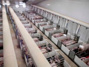 Chi phí đầu tư trang trại nuôi lợn là một khoản đầu tư lớn cần cân nhắc kỹ lưỡng
