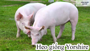 Heo giống Yorshire Đan Mạch do Công ty CP Nông Nghiệp Giá Tốt phân phối