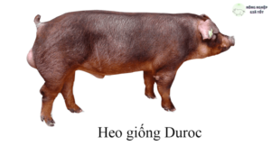 Giống lợn nào tốt nhất?