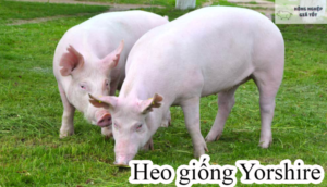 Giống lợn nào tốt nhất?