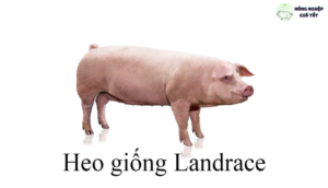 Giống lợn nào tốt nhất?