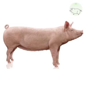 ngoại hình heo là một trong những tiêu chí làm tiêu chuẩn lợn giống