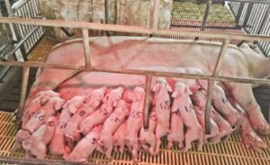 Con giống được tôi đánh giá là quan trọng số 1 trong chuỗi giá trị chăn nuôi công công nghiệp