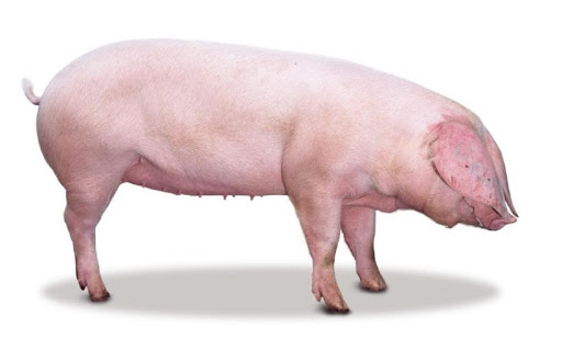 Nông Nghiệp Giá Tốt hoạt động chính trong lĩnh vực chăn nuôi heo, nhập khẩu, phân phối heo giống