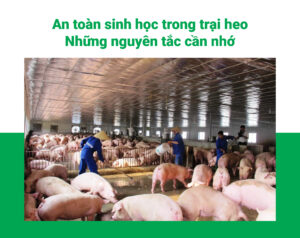 An toàn sinh học trong trại heo