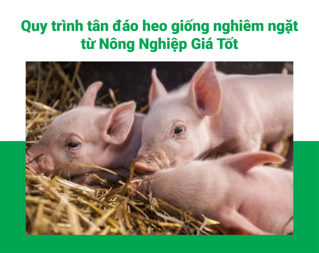 Tân đáo heo giống