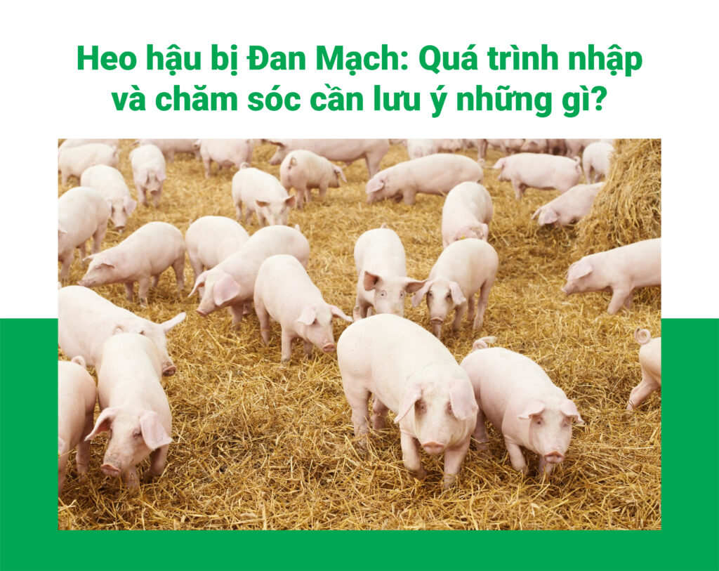 Heo hậu bị Đan Mạch