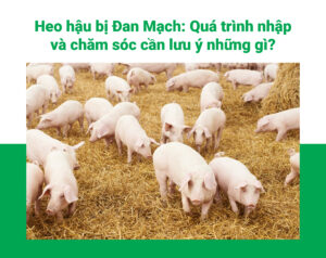 Heo hậu bị Đan Mạch