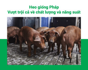 Heo giống Pháp