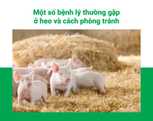 Một số bệnh lý thường gặp ở heo và cách phòng tránh