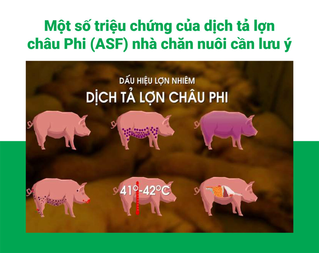 Một số triệu chứng của dịch tả lợn châu Phi (ASF) nhà chăn nuôi cần lưu ý