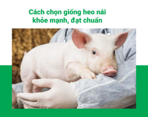 Cách chọn giống heo nái khỏe mạnh, đạt chuẩn