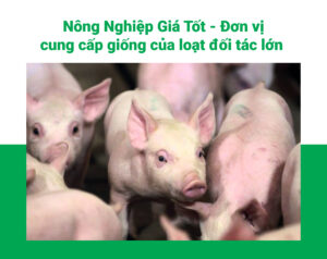Nông Nghiệp Giá Tốt - Đơn vị cung cấp giống của hàng loạt đối tác lớn