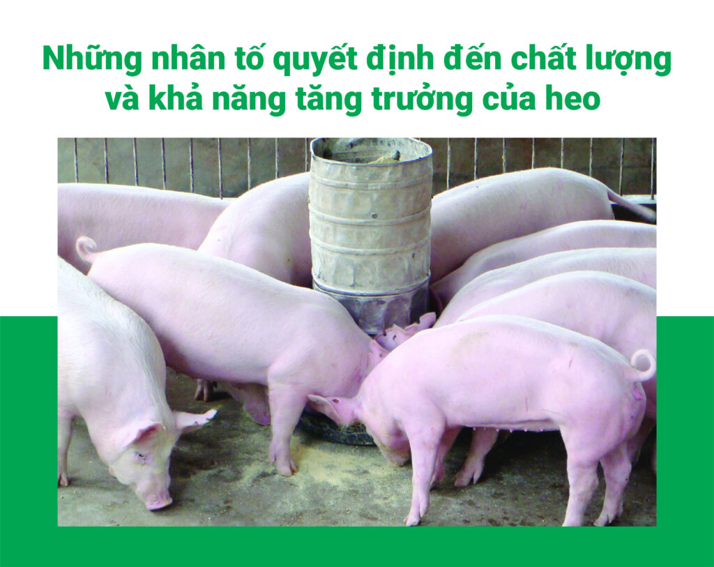 Những nhân tố quyết định đến chất lượng và khả năng tăng trưởng của heo