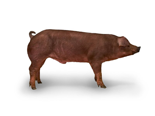 Heo giống Duroc GP-F03