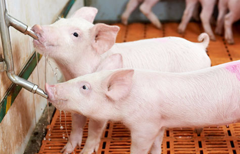 Chế độ dinh dưỡng quyết định khả năng tăng trưởng của heo