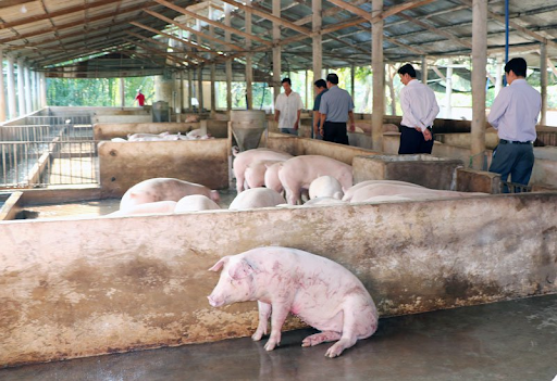 Dịch tả Châu Phi gây thiệt hại nặng nề cho ngành chăn nuôi heo