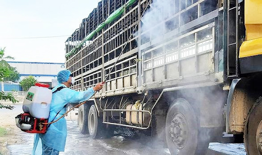 Quy trình tấn đáo heo giống đạt chuẩn, tuân thủ các nguyên tắc an toàn