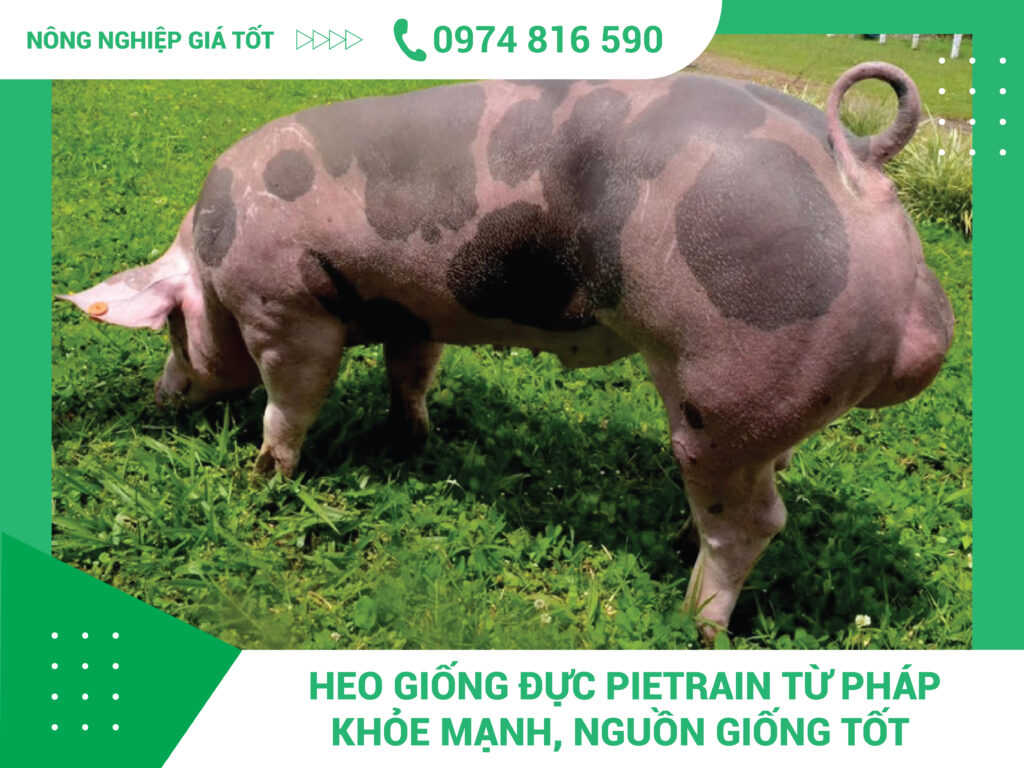heo giống đực Pietrain - Pháp