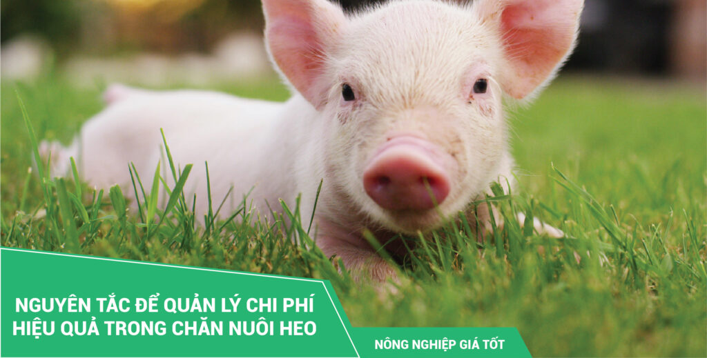 Quản lý chi phí trong chăn nuôi heo