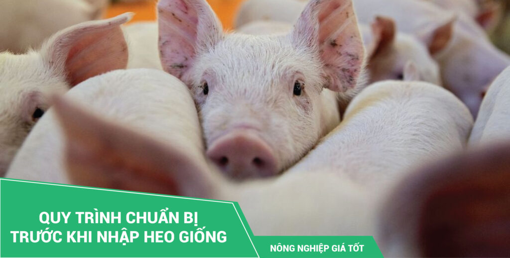 Quy trình chuẩn bị trước khi nhập heo giống