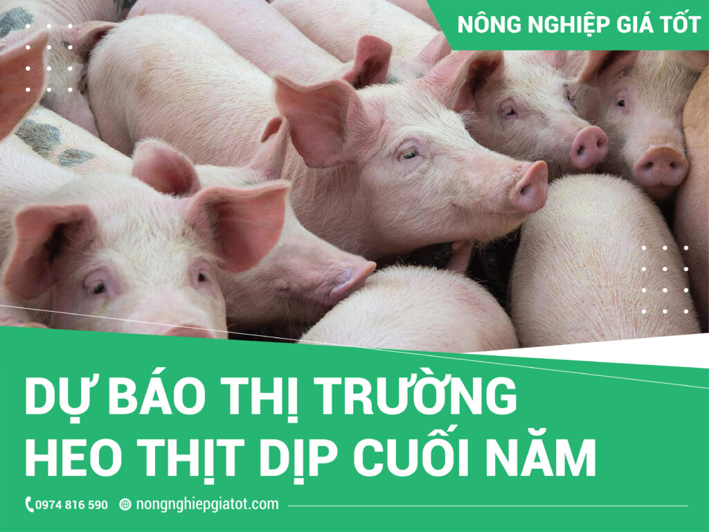 Dự báo thị trường heo thịt dịp cuối năm