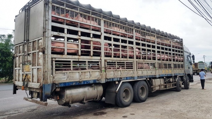 Xe nhập heo giống phải thật đảm bảo
