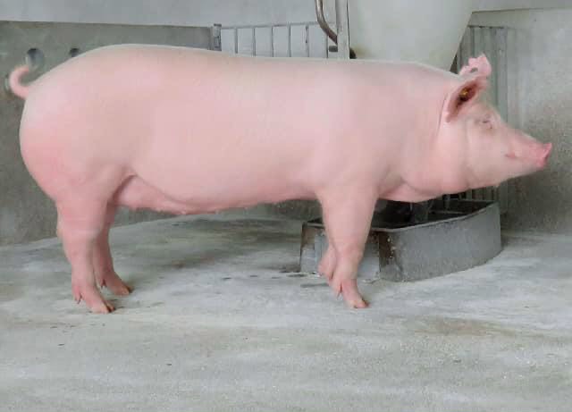 Đặc điểm heo giống hậu bị Đan Mạch