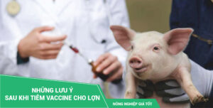 Phản ứng sau tiêm ở đàn lợn