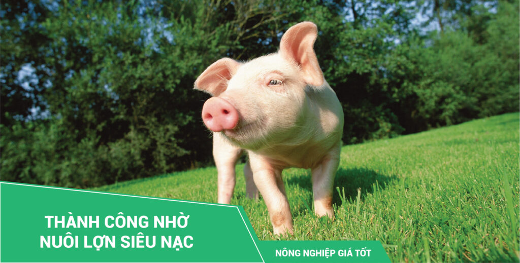 Nuôi lợn siêu nạc
