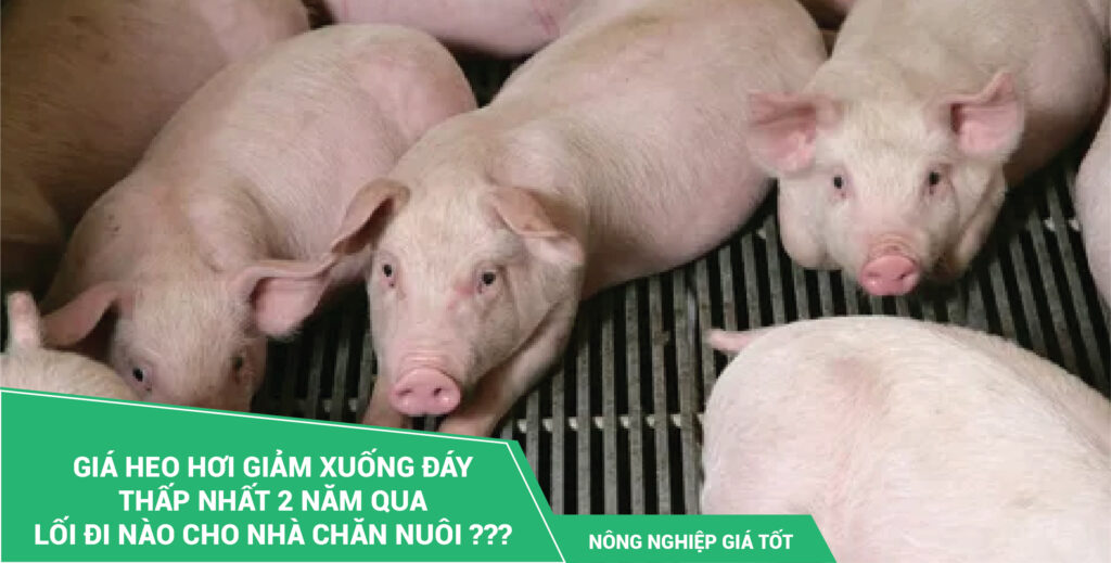 Giá heo hơi giảm mạnh thấp nhất 2 năm qua