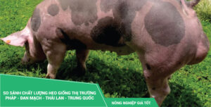 So sánh chất lượng lợn giống: thị trường Đan Mạch - Pháp - Trung Quốc