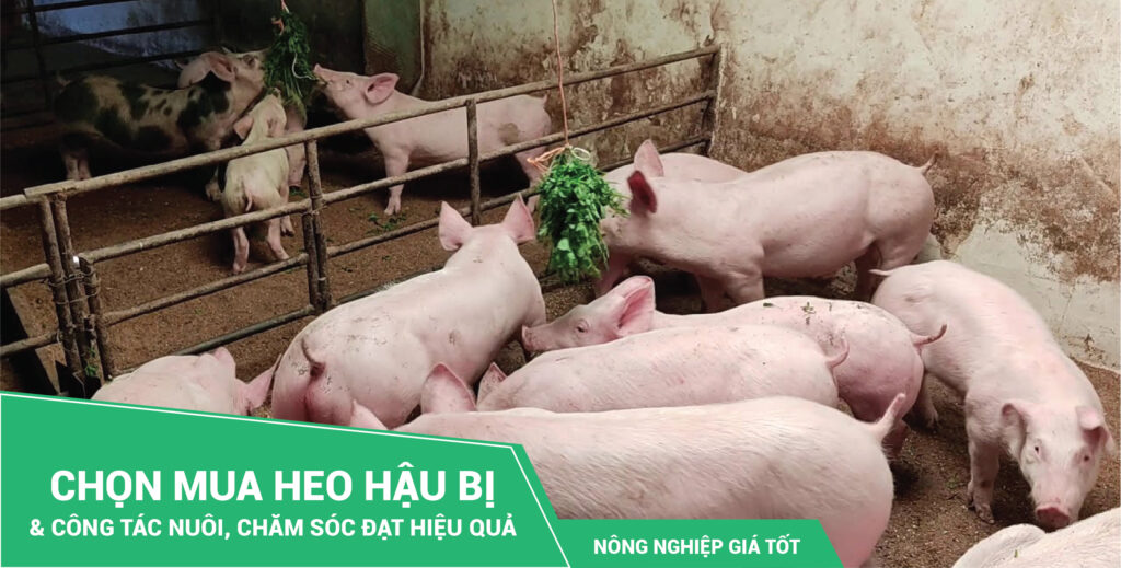 Chọn mua heo hậu bị & công tác nuôi, chăm sóc đạt hiệu quả